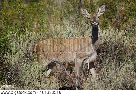 Spanish Red Deer Cervus Elaphus Hispanicus. Hind. Monfrague National Park. Caceres. Extremadura. Spa