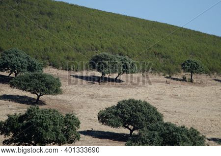 Landscape With Spanish Red Deers Cervus Elaphus Hispanicus. Monfrague National Park. Caceres. Extrem