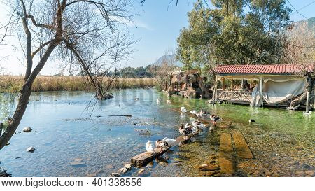 Ducks Swimming In Azmak River In Akyaka Village Of Mugla, Turkey