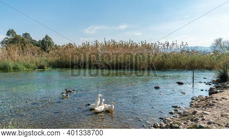 Ducks Swimming In Azmak River In Akyaka Village Of Mugla, Turkey