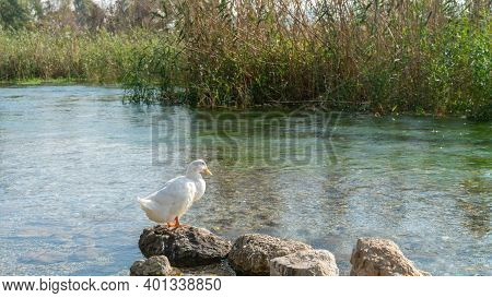 Duck In Azmak River In Akyaka Village Of Mugla, Turkey
