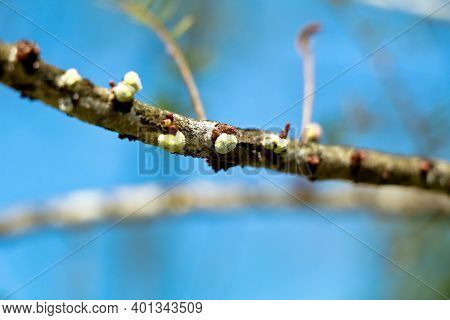 Sap – Sucking Insects On A Gooseberry Branch