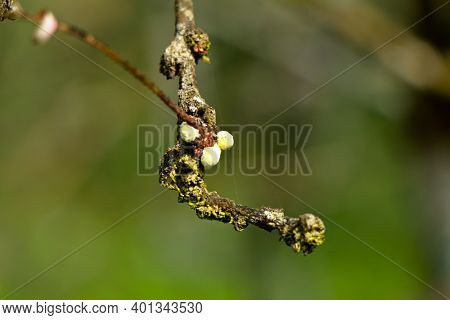 Sap – Sucking Insects On A Gooseberry Branch