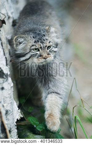 Pallas's Cat (otocolobus Manul). Manul Is Living In The Grasslands And Montane Steppes Of Central As