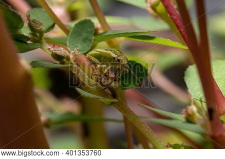 Green True Bugs Nymph