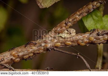 Ants In Symbiosis With Tortoise Scales Insects