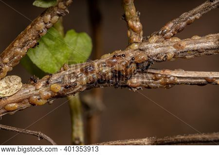 Ants In Symbiosis With Tortoise Scales Insects