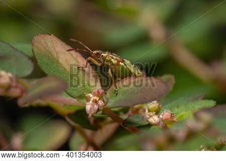 Green True Bugs Nymph