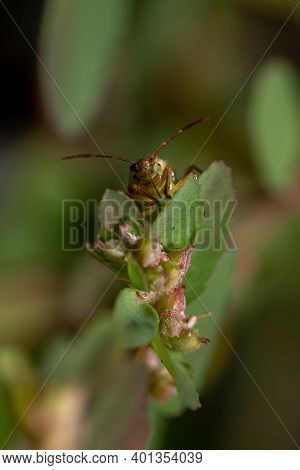 Green True Bugs Nymph