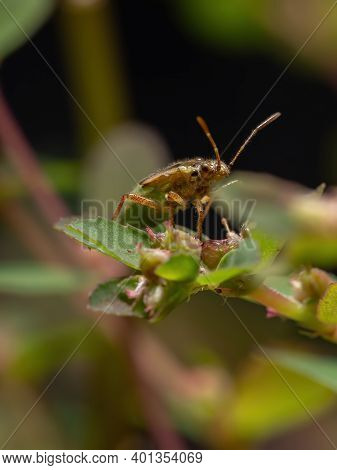 Green True Bugs Nymph
