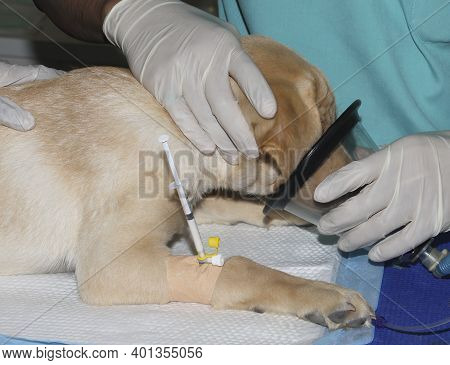 A Labrador Retriever Puppy Recieving Anesthesia