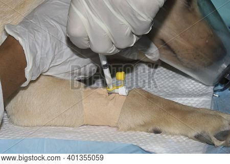 A Labrador Retriever Puppy Recieving Anesthesia