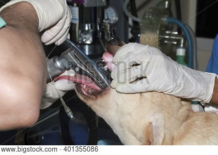 A Veterinary Surgeon Places And Endotracheal Tube