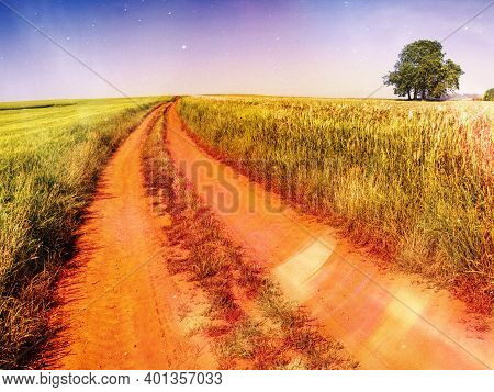 Rural Landscape With Wheat Field On Sunset. Solitaire Lime Tree At Horizon.   Abstract Filter.