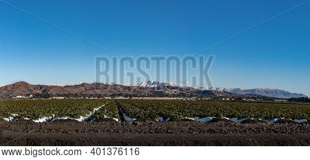 Neat Rows Of Growing Strawberries Leading To Distant Hills Of Ventura With Snow Covered Topatopa Mou