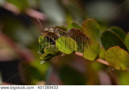 Adult Scentless Plant Bug