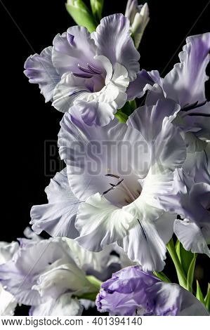 Delicate Light Purple Gladioli On A Dark Blurry Background, Narrow Focus Area