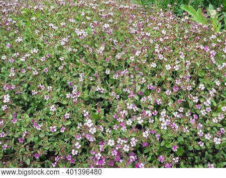 Rock Soapwort Flowers, Saponaria Ocymoides. Natural Background Of Pink Flowers And Green Leaves