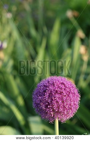 alium blomst