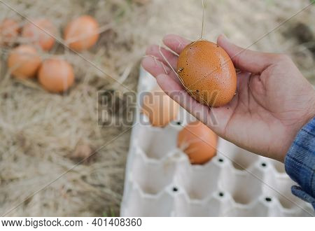 Farmer Hand Holding Egg On Blur Image Of Eggs On Hay With Paper Egg Panel. Organic Chicken Raising. 