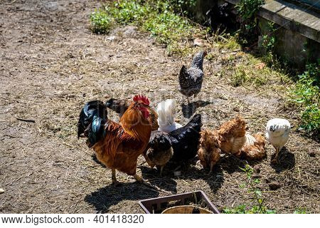 Hen And Rooster In The Paddock At The Farm Yard