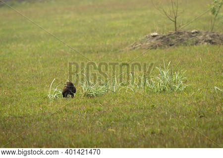 Greater Spotted Eagle Perched On Ground In An Open Green Grass Field At Keoladeo National Park Or Bh
