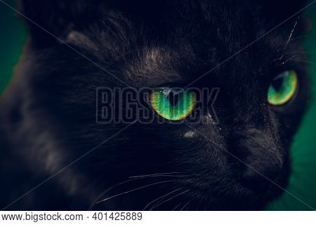 Black Cat With Vibrant Green Eyes Pops In The Dark, Young Small Cat Eyes Sharp Focused In Front, Int