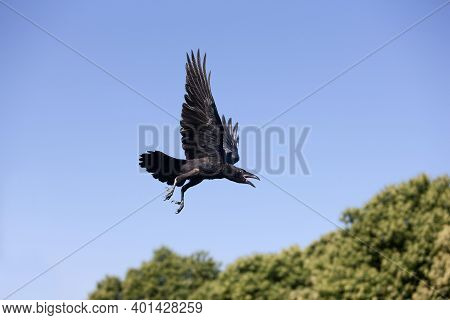 Common Raven, Corvus Corax, Adult In Flight Against Blue Sky