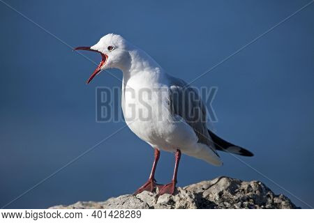 Hartlaub's Gull Or King Gull, Larus Hartlaubii, Adult Standing On Rock, Calling Out, Hermanus In Sou