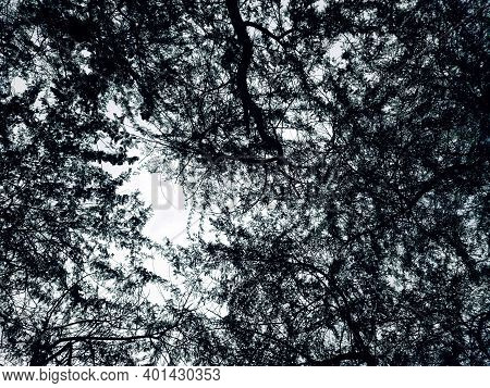 Dense Trees And Branches In Forest Bottom View