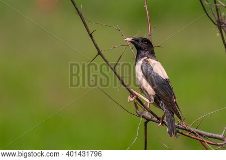 Rosy Starling, Sturnus Roseus, Pastor Roseus. The Bird Sits On The Branches Of A Thorny Bush On A Gr