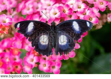 Danaid Eggfly (hypolimnas Misippus) Male Butterfly In The Garden