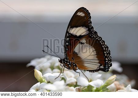 Danaid Eggfly (hypolimnas Misippus) Female Butterfly In The Garden