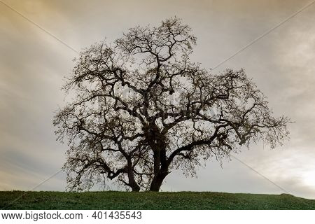 Lone Oak Tree On Hilltop With Sunset Skies. Pleasant Hill, Contra Costa County, California, Usa.