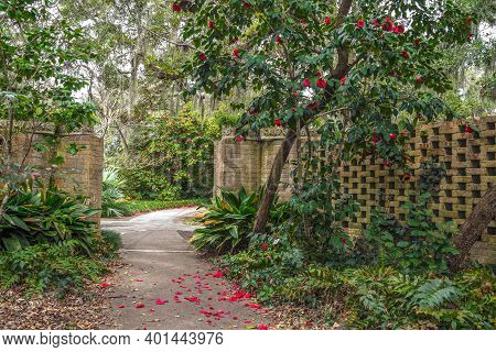 Winter Gardening In Warmer Climate.  Bright Red Petals Of A Quince Tree Line A Garden Path And Add C
