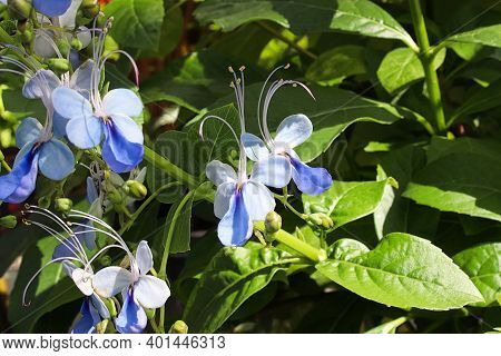 Closeup Of The Blue Butterfly Bush Flowers.