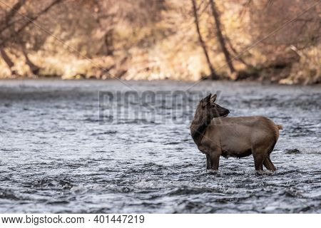 Elk Calf Looks Back While Standing In River In Great Smoky Mountains National Park
