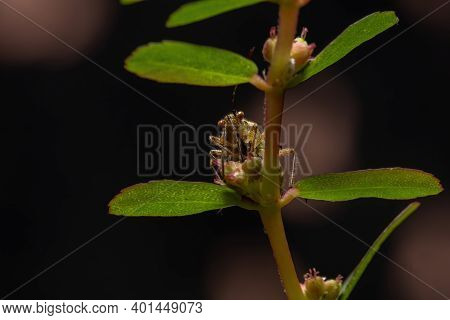 Adult Scentless Plant Bug