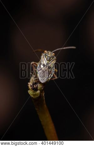 Adult Scentless Plant Bug