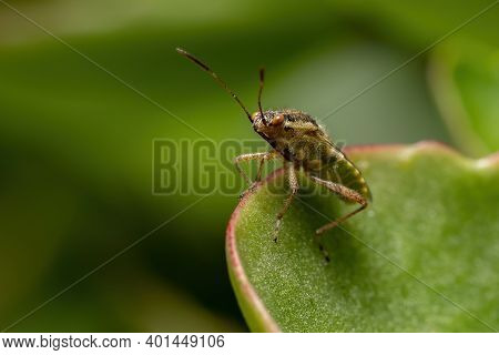 Adult Scentless Plant Bug
