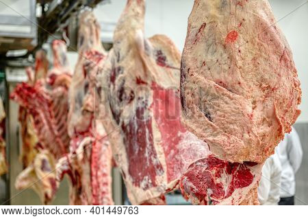 Chopped Beef Carcasses. Large Chunks Of Cow Carcasses Hang From An Overhead Conveyor.