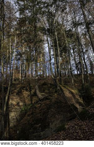 A High Tree Growing On A Huge Rock