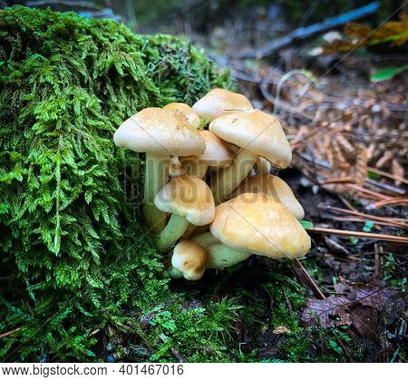 Clustered Woodlover Mushrooms Growing On The Base Of A Moss Covered Tree In The Forest. Also Known A