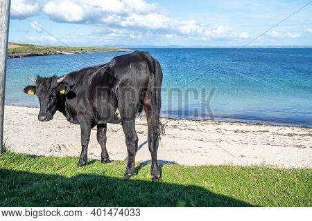 Cow At St Johns Point Beach In County Donegal - Ireland