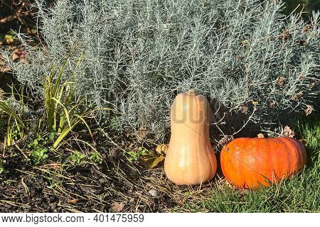 Beautiful And Cozy Autumn Harvest Background Of Pumpkin And Butternut Squash On Grass And Foliage Be
