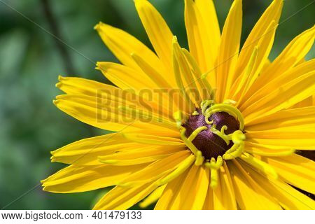 Yellow Flower Rudbeckia In Summer Garden On Green Blurred Background