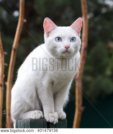 Portrait Of White Cat With Blue Eyes On Dark Green Blurred Background