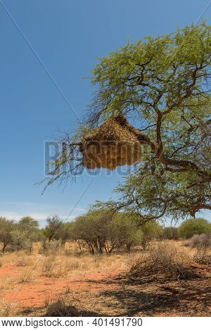 Sociable Weaver Bird, Philetairus Socius, Nest On A Tree Branch, Namibia
