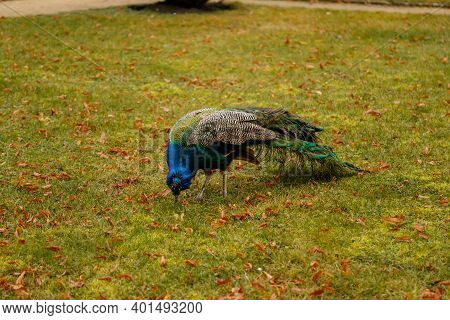 Closeup Portrait Of Peacock Walking In Romantic French Style Park, Green Grass And Yellow Leaves, Ga