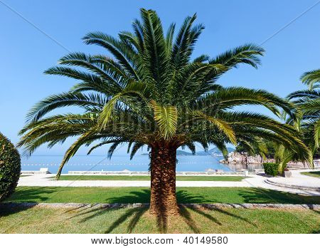 Parque de verano con palmeras (montenegro)